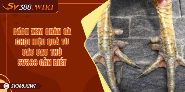 Cách Xem Chân Gà Chọi Hiệu Quả Từ Các Cao Thủ SV388 Cần Biết