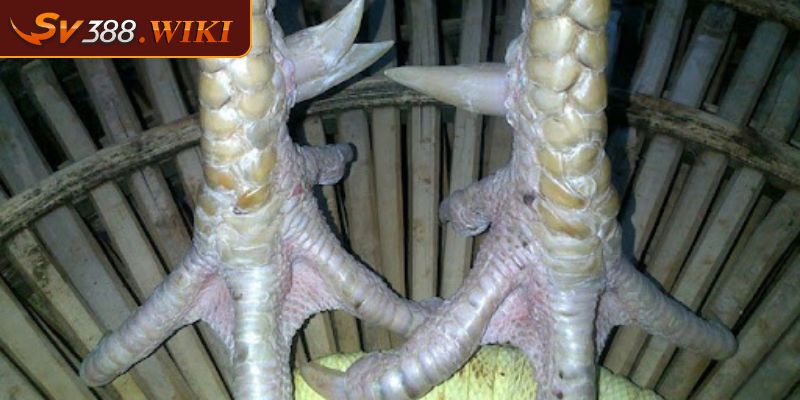 Cách Xem Chân Gà Chọi Hiệu Quả Từ Các Cao Thủ SV388 Cần Biết 2 Cách xem chân gà chọi qua kích thước chuẩn