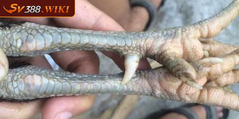 Cách Xem Chân Gà Chọi Hiệu Quả Từ Các Cao Thủ SV388 Cần Biết 3 Cách xem chân gà đá dựa trên màu chân