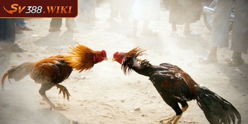 Đá gà CPC 1 Giải Đấu Hấp Dẫn Và Kịch Tính Tại SV388 2 Quy tắc chặt chẽ và công bằng