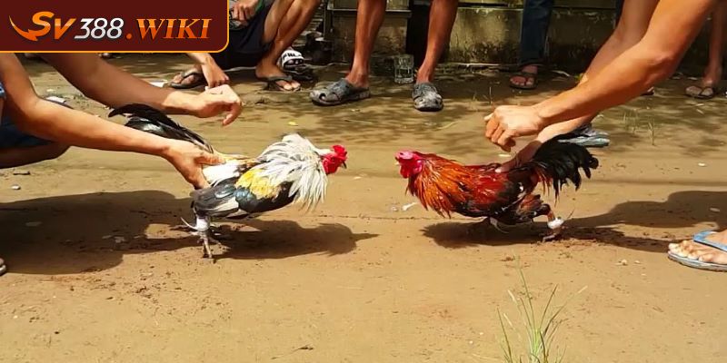 Đá gà CPC 1 Giải Đấu Hấp Dẫn Và Kịch Tính Tại SV388 3 Lưu ý về khoảng cách khi thi đấu