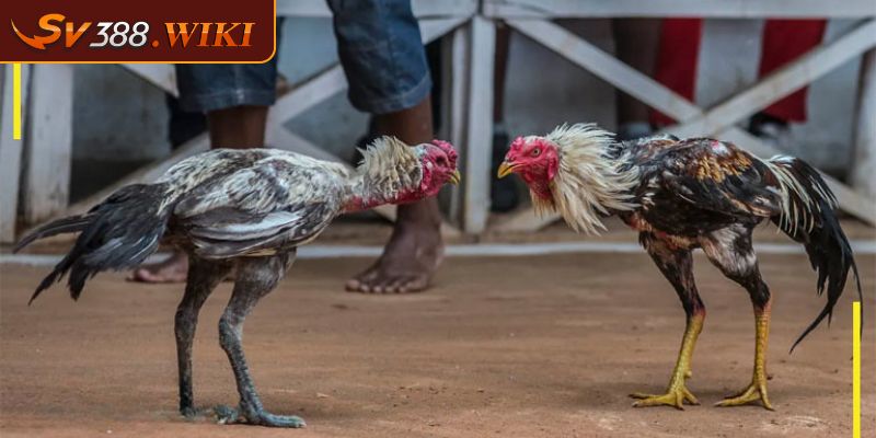 Đá Gà CPC 2 Giải Đấu Đá Gà Uy Tín Hấp Dẫn Và Đầy Kịch Tính 1 Đá gà CPC 2 là gì?