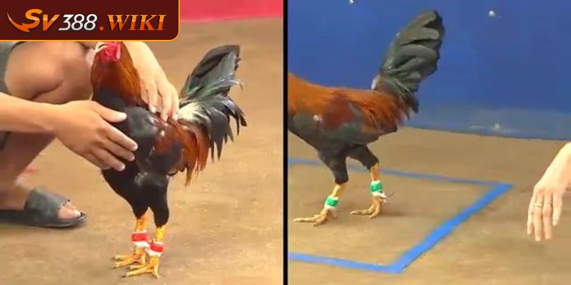 Giới thiệu về đá gà CPC 3