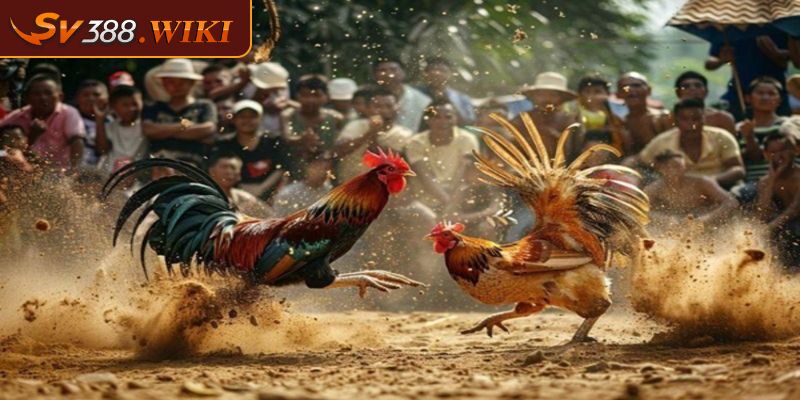 Luật chơi đá gà CPC 3