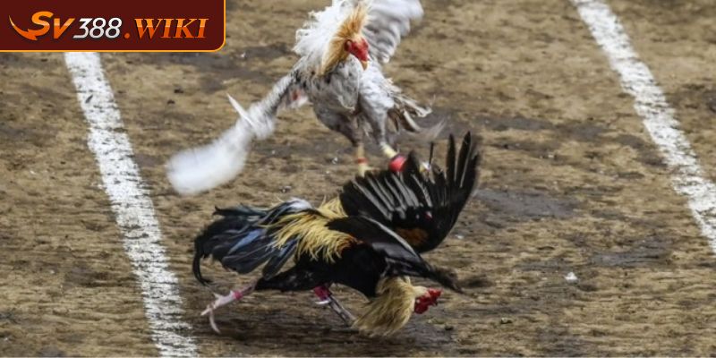 Đá Gà CPC 4 Trải Nghiệm Ván Cược Kịch Tính Và Hấp Dẫn Tại SV388 3 Các yếu tố ảnh hưởng đến kết quả đá gà CPC 4