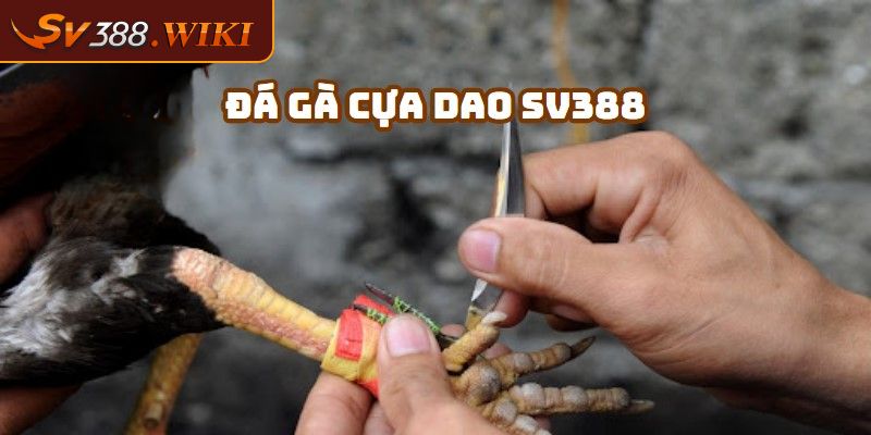 Tổng quan đá gà cựa dao SV388