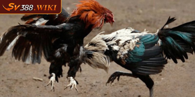 Tỷ lệ cược hấp dẫn tại SV388