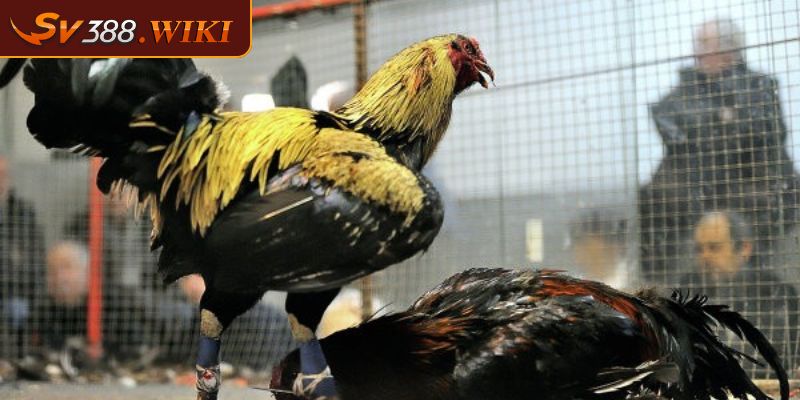 Giới thiệu đá gà Mỹ SV388