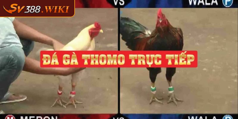 Đá gà Thomo SV388 Sân chơi cá cược uy tín và chất lượng 3 Cách cá cược đá gà Thomo SV388