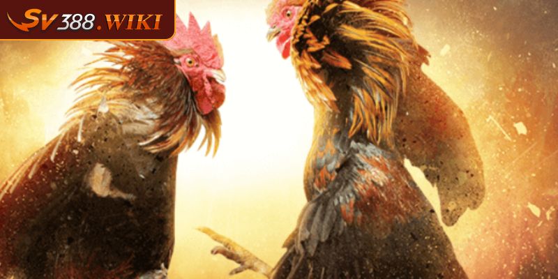 Đá gà Thomo SV388 Sân chơi cá cược uy tín và chất lượng 2 Đá gà Thomo SV388 công bằng và minh bạch trong mỗi trận đấu