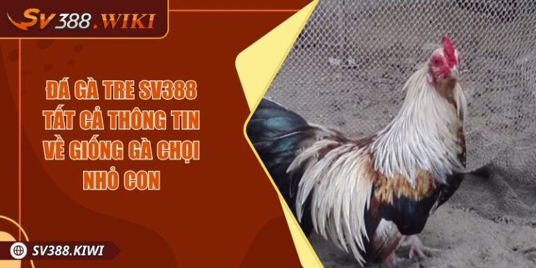 Đá Gà Tre SV388 Tất Cả Thông Tin Về Giống Gà Chọi Nhỏ Con 7 Đá Gà Tre SV388 Tất Cả Thông Tin Về Giống Gà Chọi Nhỏ Con