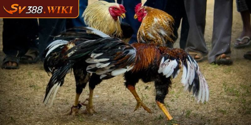 Cách lựa chọn đá gà tre SV388