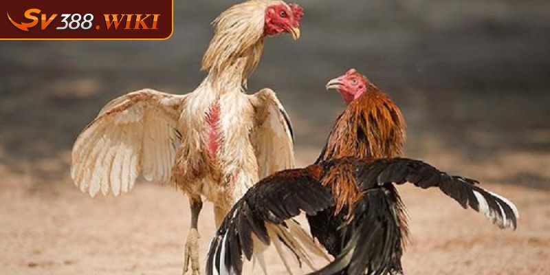 Kỹ thuật nhận biết đá gà tre SV388 hay