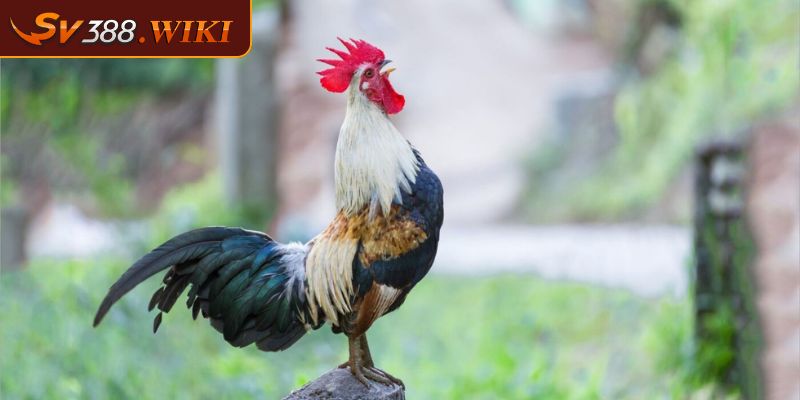 Đá gà tre SV388 là gì?