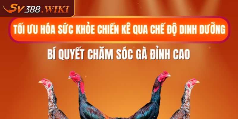 Gà Đá Đòn Độc SV388 Và Các Thế Đá Hay Làm Nên Chiến Thắng 3 Chế độ dinh dưỡng cho chiến kê khoa học