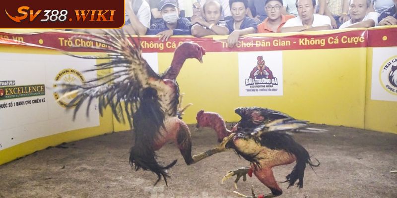Gà Đá Đòn Độc SV388 Và Các Thế Đá Hay Làm Nên Chiến Thắng 1 Sơ lược về gà đá đòn độc