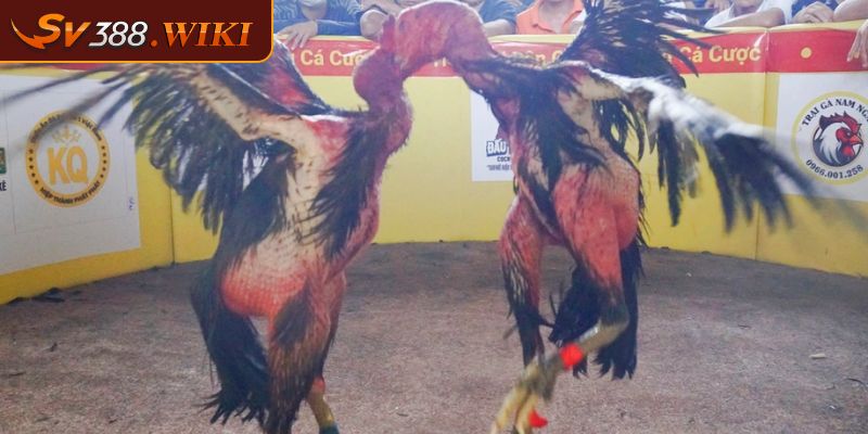 Gà Đá Đòn Độc SV388 Và Các Thế Đá Hay Làm Nên Chiến Thắng 2 Đá hầu gây tổn thương nghiêm trọng