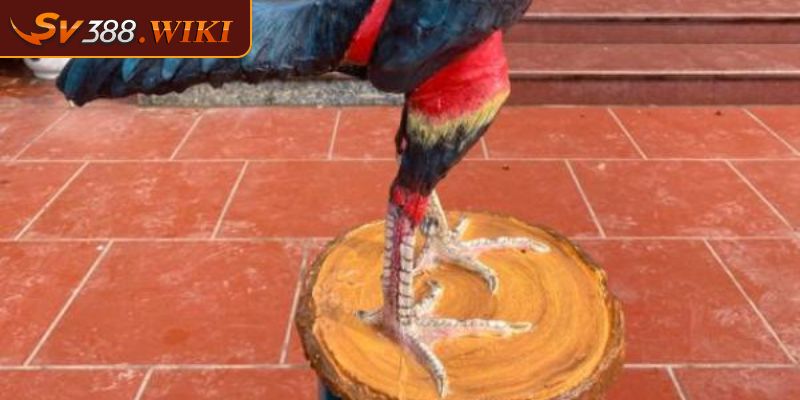 Top 4 Thần Kê Vảy Gà Quý Mà Người Chơi Tham Gia Muốn Sở Hữu 1 Bộ 4 thần kê vảy gà quý đặc biệt đang được săn đón