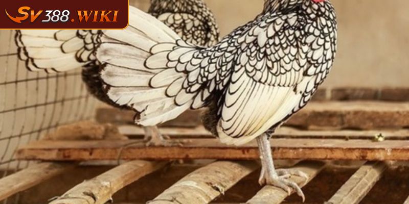 Top 4 Thần Kê Vảy Gà Quý Mà Người Chơi Tham Gia Muốn Sở Hữu 2 Thần kê vảy gà quý dạng ngũ quỷ