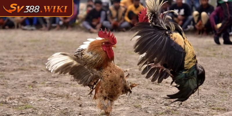 Thế Gà Đá Xạ SV388 Tuyệt Chiêu Hiểm Đánh Bại Mọi Đối Thủ 1 Tìm hiểu thông tin cơ bản về thế gà đá xạ