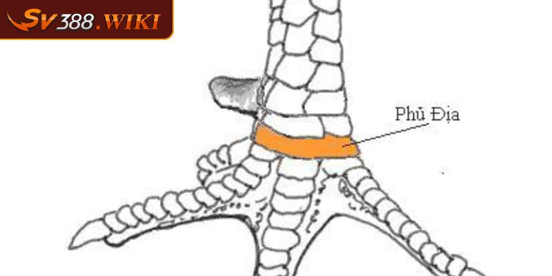 Vảy Gà Tứ Quý Phủ Địa - Thông Tin Và Các Dạng Phổ Biến 1 Vài nét về vảy gà Tứ Quý Phủ Địa chi tiết