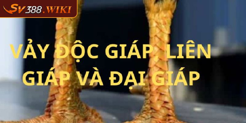 Vảy Gà Kích Giáp - Cách Chọn Và Chăm Sóc Chiến Kê Đúng Cách 1 Sơ lược thông tin về dạng vảy gà kích giáp