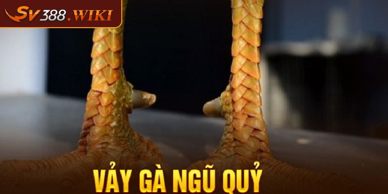 Vảy Gà Ngũ Quỷ Có Thật Sự Quý Hiếm Như Lời Đồn Không 1 Khám phá về Vảy Gà Ngũ Quỷ