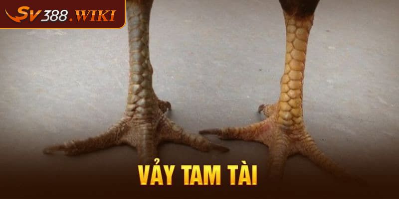 Vảy Gà Tứ Quý Phủ Địa - Thông Tin Và Các Dạng Phổ Biến 2 Vảy tam tài phủ độc đáo