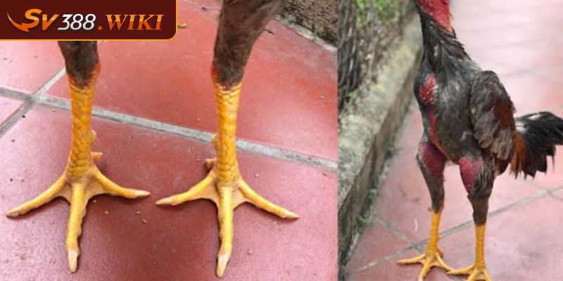 Vảy Gà Tứ Quý Phủ Địa - Thông Tin Và Các Dạng Phổ Biến 3 Vảy gà dạng Tứ Quý Phủ Địa liệu tốt hay xấu theo chuyên gia