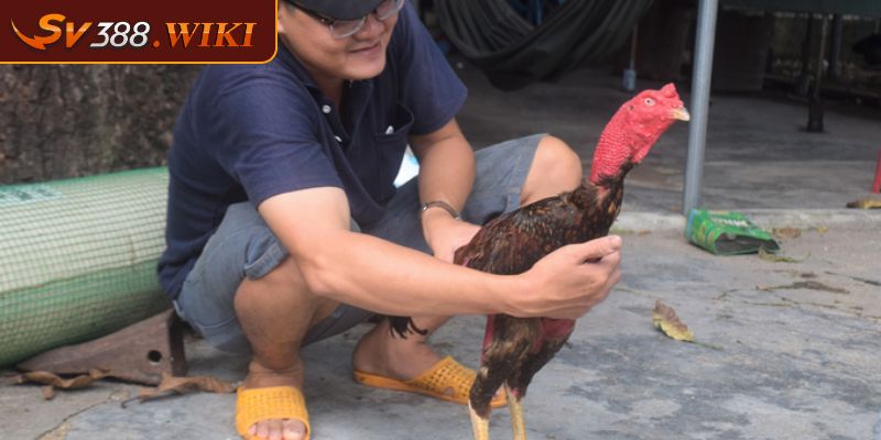Vảy Hàm Long Những Lý Do Người Chơi Nên Lựa Chọn Khi Đấu Kê 3 Cách thức chăm sóc gà Hàm Long mọi sư kê cần biết