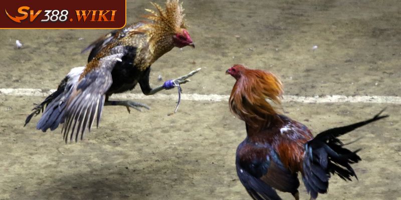 Vảy Hàm Long Những Lý Do Người Chơi Nên Lựa Chọn Khi Đấu Kê 2 Lối đá đặc biệt của gà vảy hàm dài