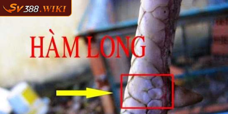 Vảy Hàm Long Những Lý Do Người Chơi Nên Lựa Chọn Khi Đấu Kê 1 Tìm hiểu sơ lược về vảy Hàm Long