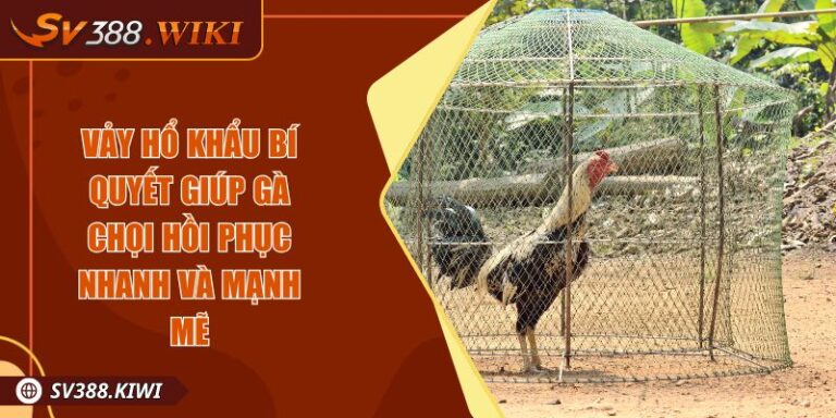 Vảy Hổ Khẩu Bí Quyết Giúp Gà Chọi Hồi Phục Nhanh Và Mạnh Mẽ 4 Vảy Hổ Khẩu Bí Quyết Giúp Gà Chọi Hồi Phục Nhanh Và Mạnh Mẽ