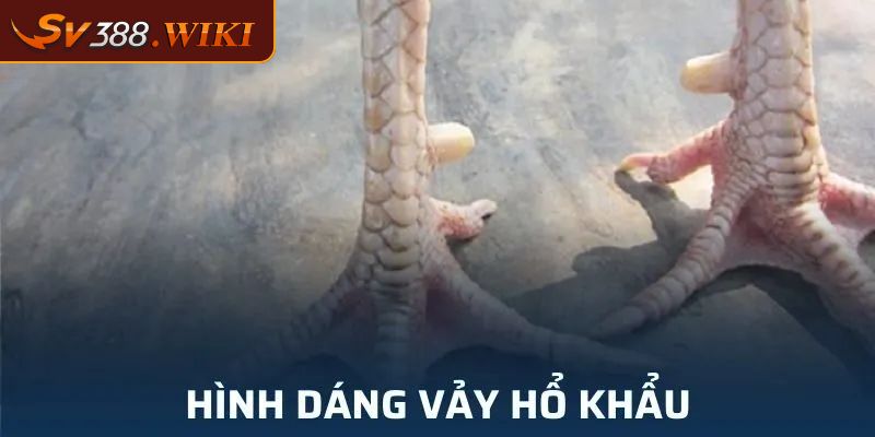 Vảy Hổ Khẩu Bí Quyết Giúp Gà Chọi Hồi Phục Nhanh Và Mạnh Mẽ 1 Hình dạng và màu sắc