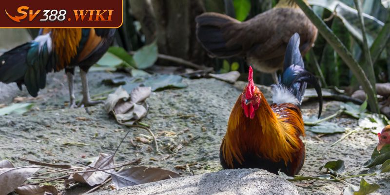 Vảy Hổ Khẩu Bí Quyết Giúp Gà Chọi Hồi Phục Nhanh Và Mạnh Mẽ 3 Kinh nghiệm chọn giống gà có vảy hổ khẩu