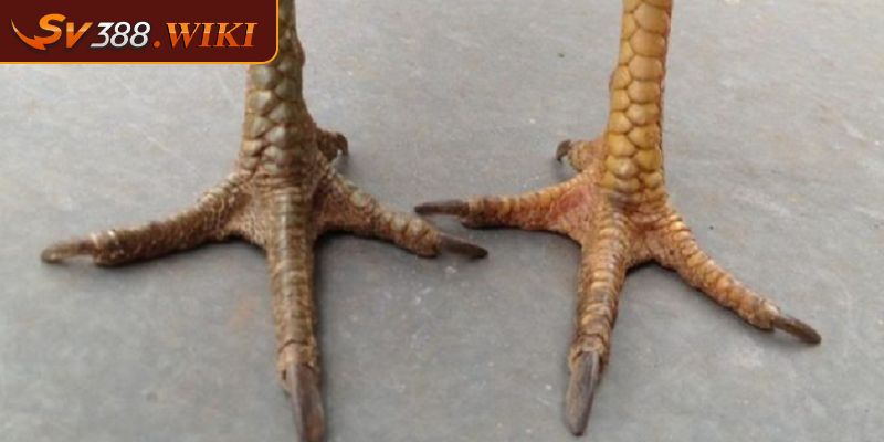 Chiến kê có vảy khai vương