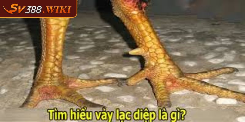 Vảy Lạc Diệp Biểu Tượng Của Sức Mạnh Và Vẻ Đẹp Của Gà Chọi 1 Tổng quan về vảy lạc diệp