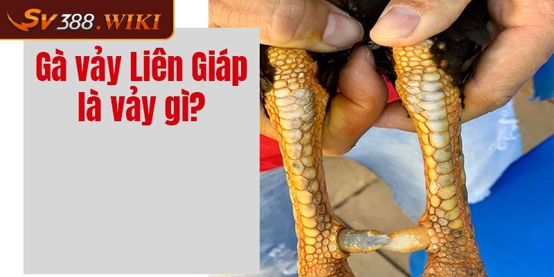 Vảy Liên Giáp Bật Mí Thông Tin Quan Trọng Cho Sư Kê SV388 1 Khái quát vài nét về vảy liên giáp