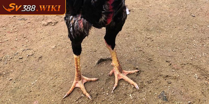 Vảy Liên Giáp Bật Mí Thông Tin Quan Trọng Cho Sư Kê SV388 3 Lý do người chơi không nên bỏ qua vảy gà liên giáp