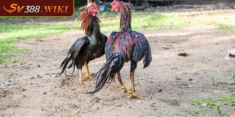 Vảy Liên Giáp Bật Mí Thông Tin Quan Trọng Cho Sư Kê SV388 2 Những loại vảy gà liên giáp thường gặp được tổng hợp