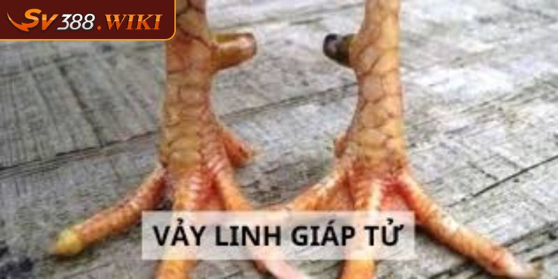 Vảy Linh Giáp Tử – Các Tiêu Chí Đánh Giá Sức Mạnh Chiến Kê 2 Gà đá vảy linh giáp tử rất máu chiến