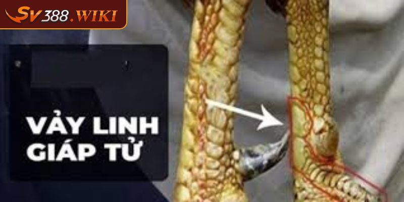 Vảy Linh Giáp Tử – Các Tiêu Chí Đánh Giá Sức Mạnh Chiến Kê 1 Tìm hiểu vài nét về gà đá vảy linh giáp tử
