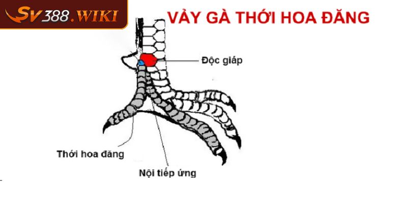 Cách xác định vảy nội hoa đăng chuẩn xác
