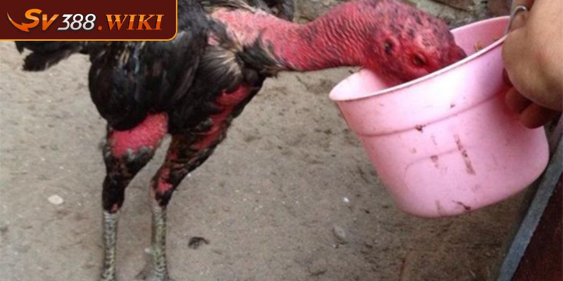 Phương pháp chăm sóc vảy phủ địa cho gà đá