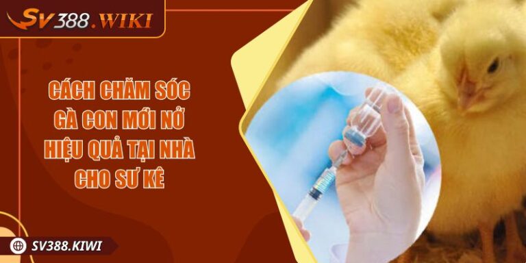 Cách Chăm Sóc Gà Con Mới Nở Hiệu Quả Tại Nhà Cho Sư Kê 7 Cách Chăm Sóc Gà Con Mới Nở Hiệu Quả Tại Nhà Cho Sư Kê