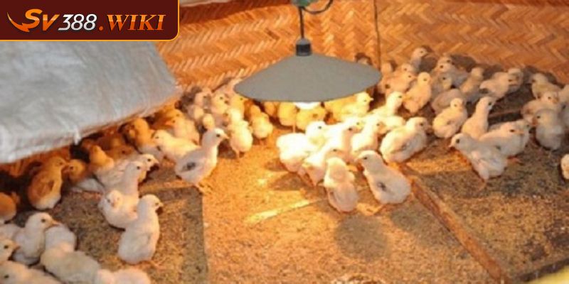 Cách chăm sóc gà con mới nở