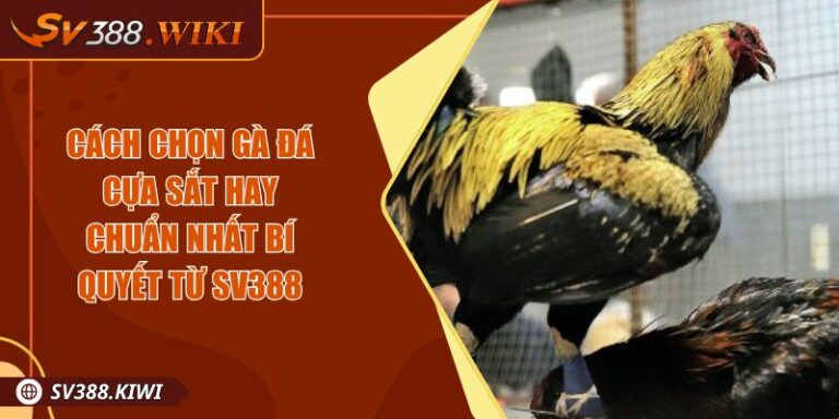 Cách Chọn Gà Đá Cựa Sắt Hay Chuẩn Nhất Bí Quyết Từ SV388 4 Cách Chọn Gà Đá Cựa Sắt Hay Chuẩn Nhất Bí Quyết Từ SV388
