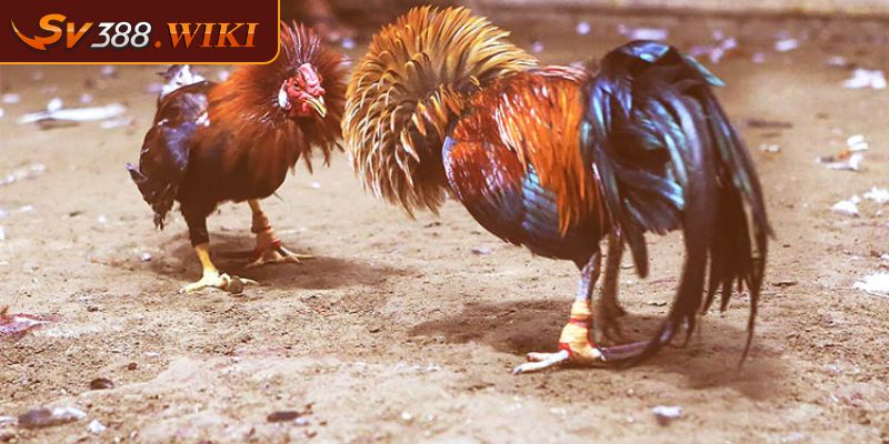 Cách Chọn Gà Đá Cựa Sắt Hay Chuẩn Nhất Bí Quyết Từ SV388 1 Dựa trên hình thể chiến kê