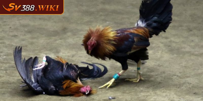 Cách Chọn Gà Đá Cựa Sắt Hay Chuẩn Nhất Bí Quyết Từ SV388 2 Cách chọn gà đá cựa sắt hay dựa trên kỹ năng chiến đấu