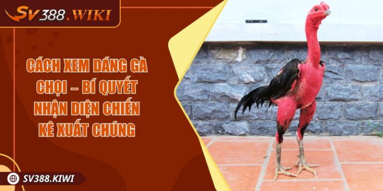 Cách Xem Dáng Gà Chọi – Bí Quyết Nhận Diện Chiến Kê Xuất Chúng 1 Cách Xem Dáng Gà Chọi – Bí Quyết Nhận Diện Chiến Kê Xuất Chúng